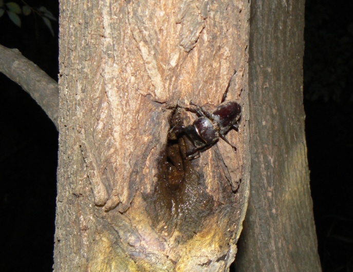 ヤナギ林のその他のヤナギ_10月 洞から出たコクワガタの雄__201003_19-10